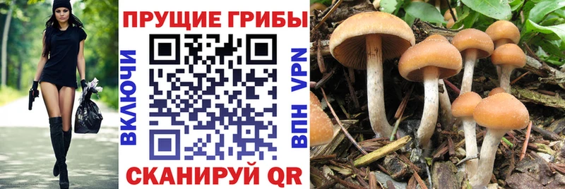 Галлюциногенные грибы Psilocybe  это официальный сайт  Дзержинск  KRAKEN рабочий сайт 